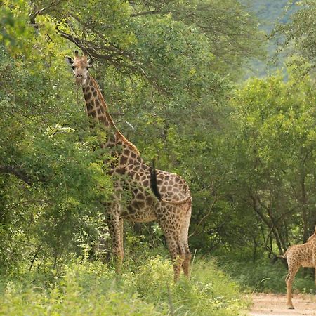 Cape Vulture Conservancy Hoedspruit Esterno foto