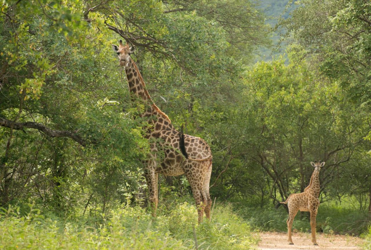 Cape Vulture Conservancy Hoedspruit Esterno foto